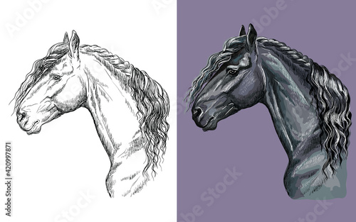 Vector illustration portrait of black Friesian horse