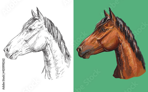 Vector illustration portrait of clever chestnut horse