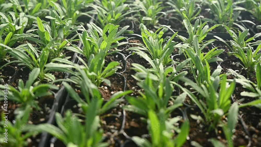 shoots of herb plants growing in the greenhouse shoots of herb plants growing in the greenhouse