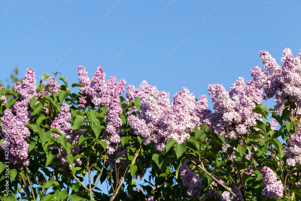 purple lilac flowers purple lilac flowers