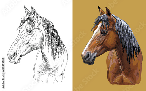 Vector illustration portrait of young bay horse