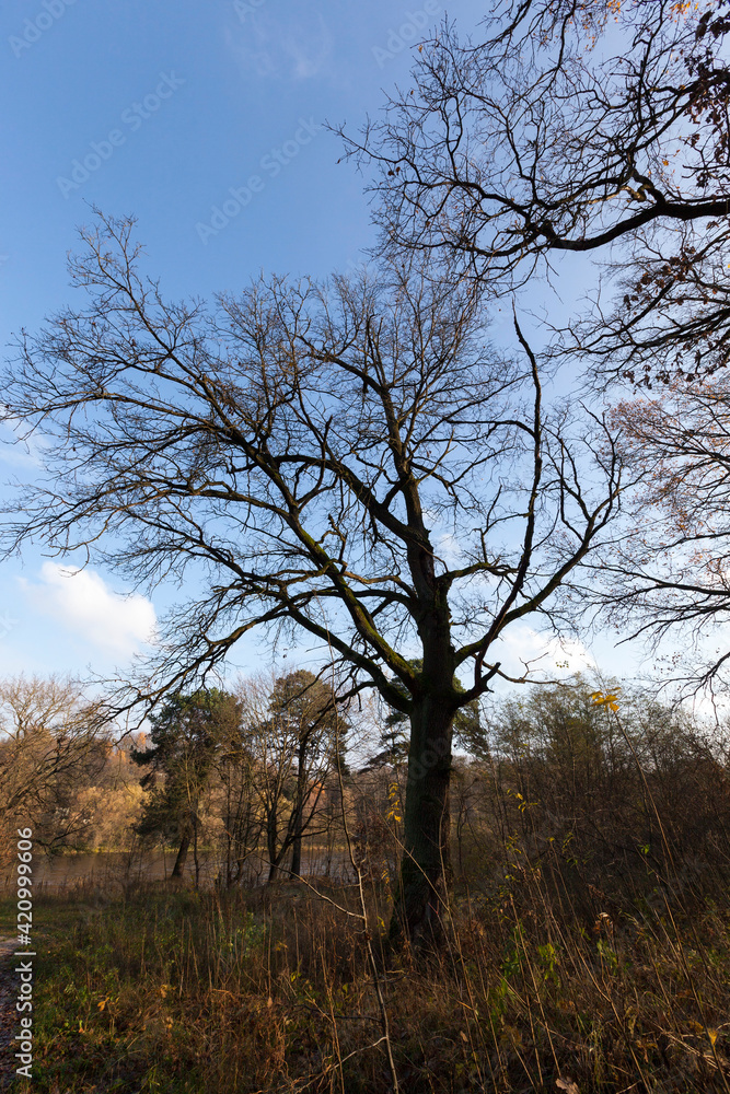 trees in the autumn season trees in the autumn season
