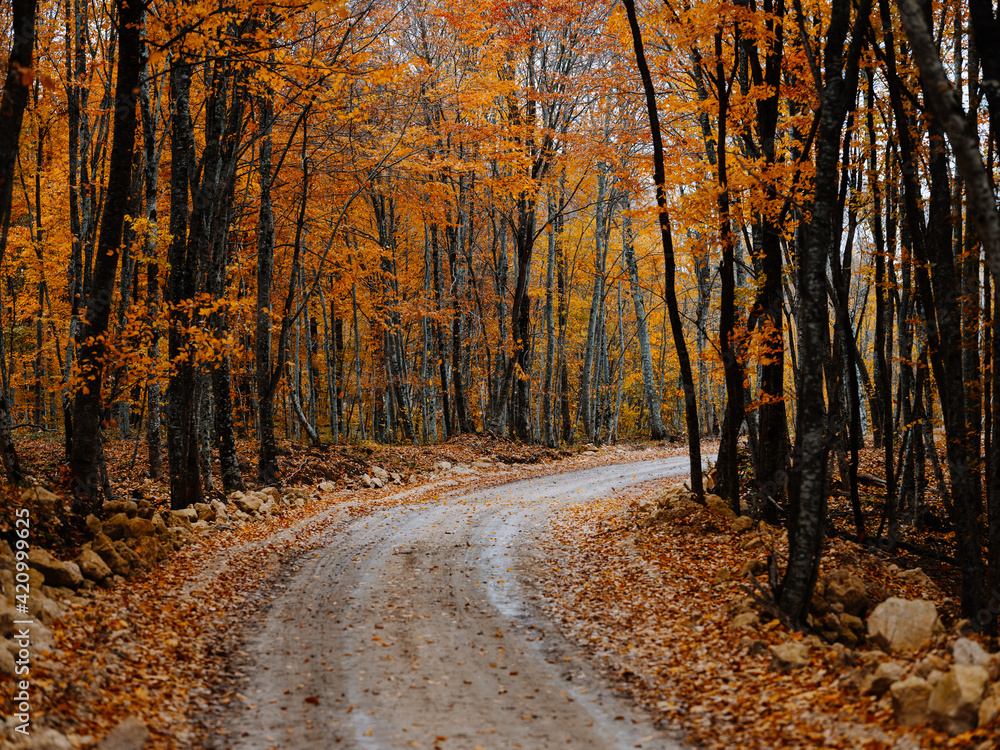 trail of yellow leaves autumn forest fresh air tall trees nature trail of yellow leaves autumn forest fresh air tall trees nature