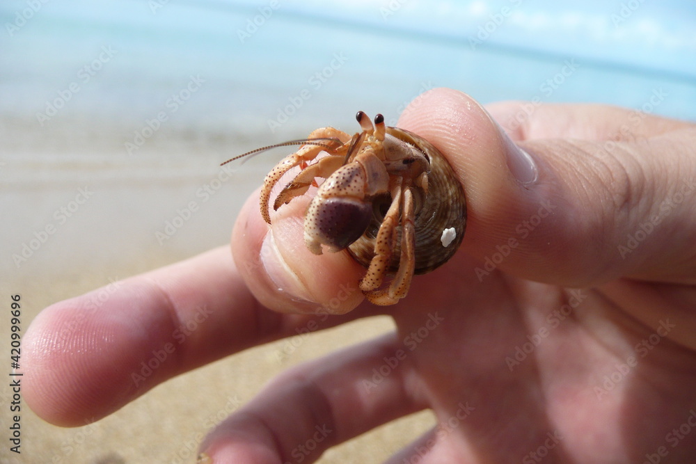 Crab out of its shell caught by a human
