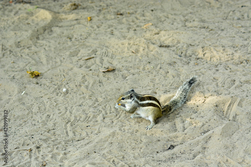 Squirrel in sand