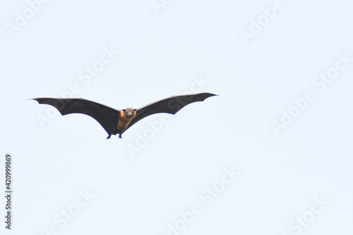Bat in flight © Ankit