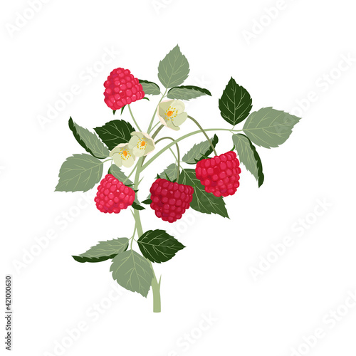 Red raspberry bush. Vector illustration on white isolated background.