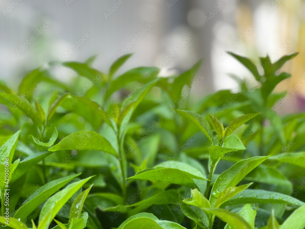Fototapeta premium close up of fresh herbs