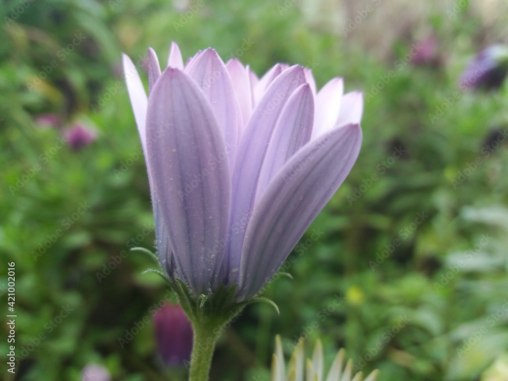 Fototapeta premium osteospermum