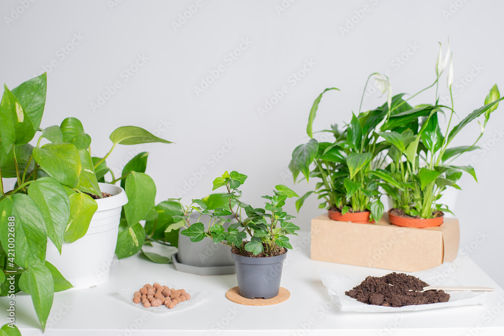 Taking care of plants concept. Spring flower transplantation, watering, fertilization on light background. Home gardening. Create green natural, eco atmosphere interior at home. Scandinavian style