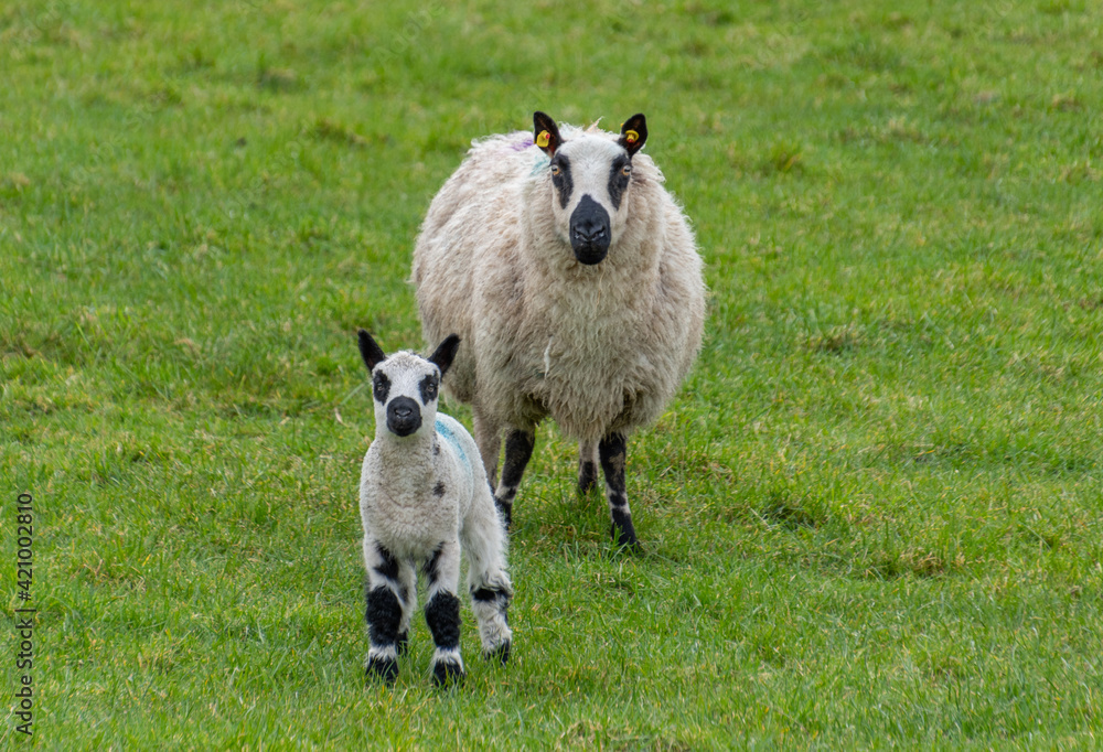 Female sheep with newborn lamb in lush green meadow in Spring Time. Female sheep with newborn lamb in lush green meadow in Spring Time.
