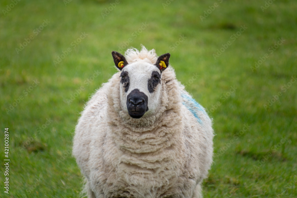 Farm animal - sheep portrait. Farmland View of a Woolly Sheep in a Green Field Farm animal - sheep portrait. Farmland View of a Woolly Sheep in a Green Field