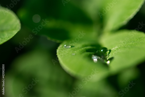 Green clover leaves, macro dew drops. St. Patrick's Day. Blurred background with shamrock leaves. The concept of summer, morning freshness. Soft focus sun, summer natural background of green grass