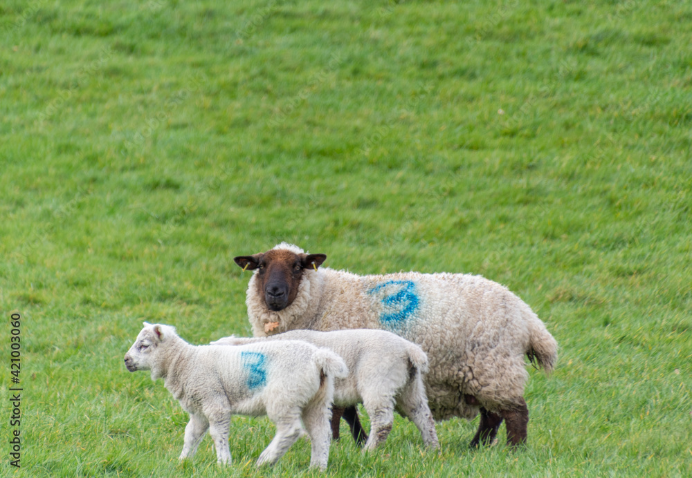 female sheep with her young lamb, facing forward in green meadow. The little lamb is nuzzling up to her mother female sheep with her young lamb, facing forward in green meadow. The little lamb is nuzzling up to her mother