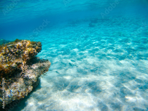 Underwater fauna, silver fish on sand sea bottom in sunbeam near rocks in blue clear waters of Ionian Sea in Greece. Diving, watching fish deep in wild sea