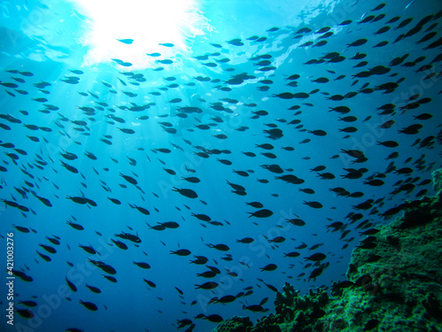 Underwater big group of black fish swimming in sun rays around rocks scene in blue clear waters of Ionian Sea in Greece. Diving, watching fish deep in wild sea