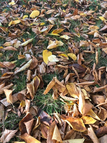 autumn leaves on the ground