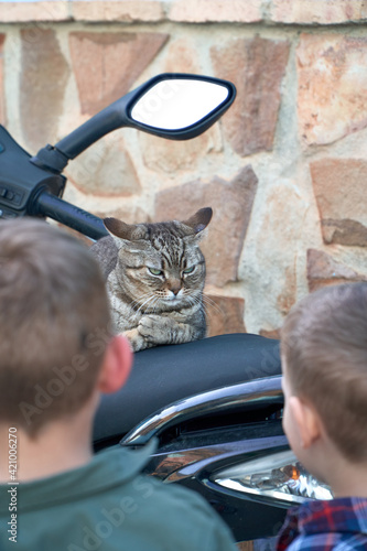 Cat on motorcycle