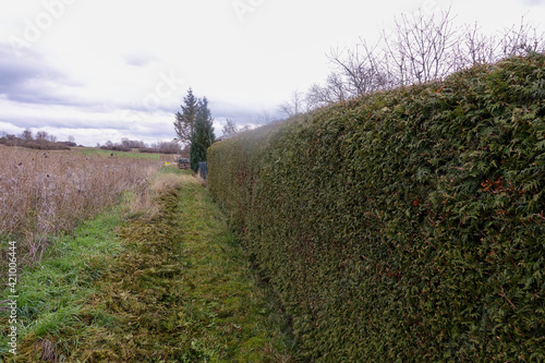 Green Fence, Hedge of high thuja landscape Element. A green bush in winter 