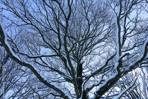 Quercus robur, commonly known as common oak, pedunculate oak, European oak under Snow cover - Botanical photography of woody plants 