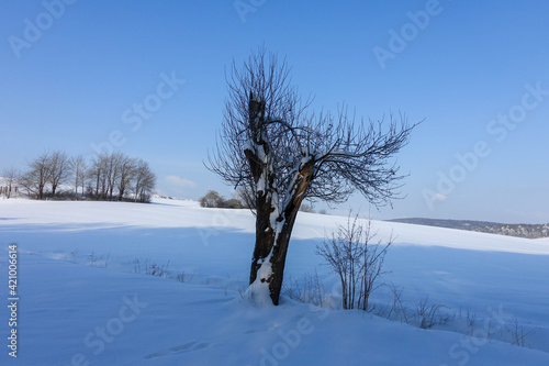 Small Apple tree under the snow of 2021 in Germany