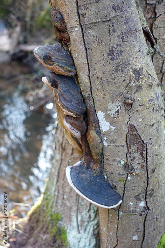 Fruiting bodies of black tree fungus on a dead alder tree