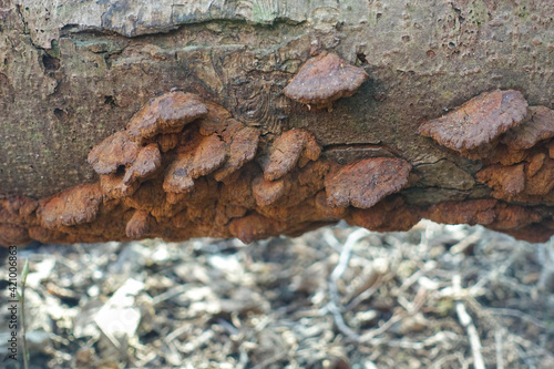 Inonotus radiatus (Alder Schillerporling) Wood rot White rot pathogen - Fungi on trees - Mycological photography