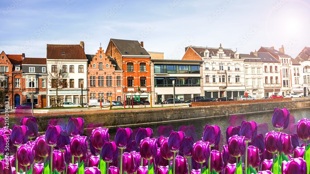 Beautiful landscape of tulips on the background of a canal to the Netherlands