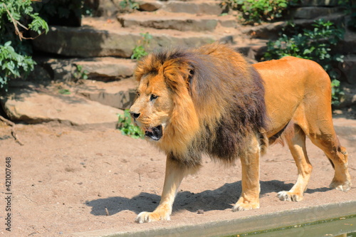 Lion going for a walk. Strong muscles  athletic build.