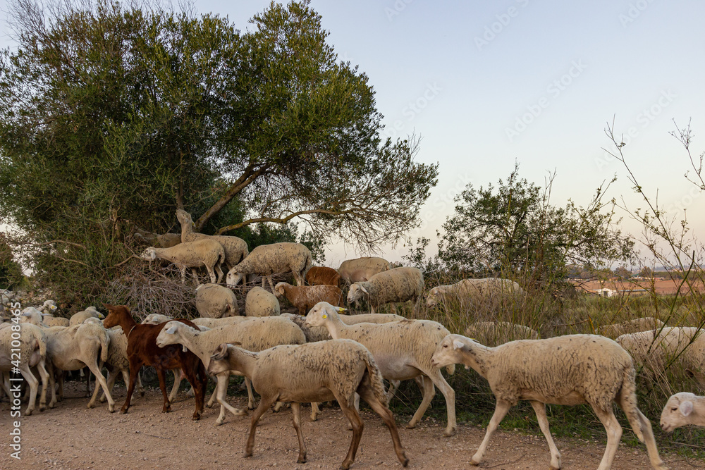 Obraz premium Flock of sheep walking and grazing in the field. Grass, trees and bushes in the background.
