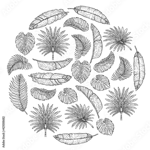 Vector pattern with tropical leaves. Palm tree. Philodendron. Cute vintage garden.