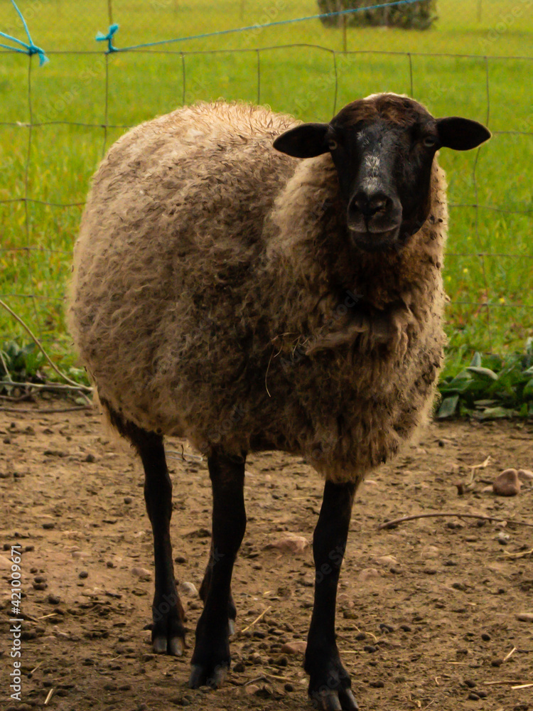 Fototapeta premium Sheep in a field - NATURE -BROWN FACE- grazing free- Oveja marron pasturando libre