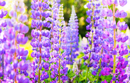 A field of blooming lupine flowers. Sunlight shines on plants. Violet summer flowers  blurred background.