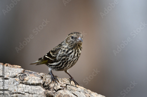 Pine Siskin bird on a branch