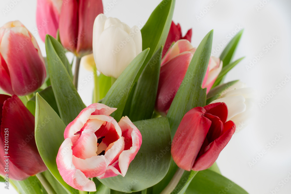 Naklejka premium On a white background, a blurred image of tulips in pink-red tones.