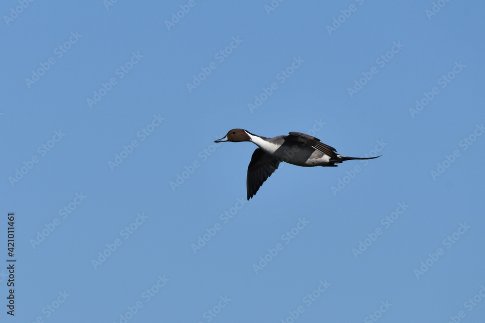 Male Northern Pintail duck drake in flight Male Northern Pintail duck drake in flight