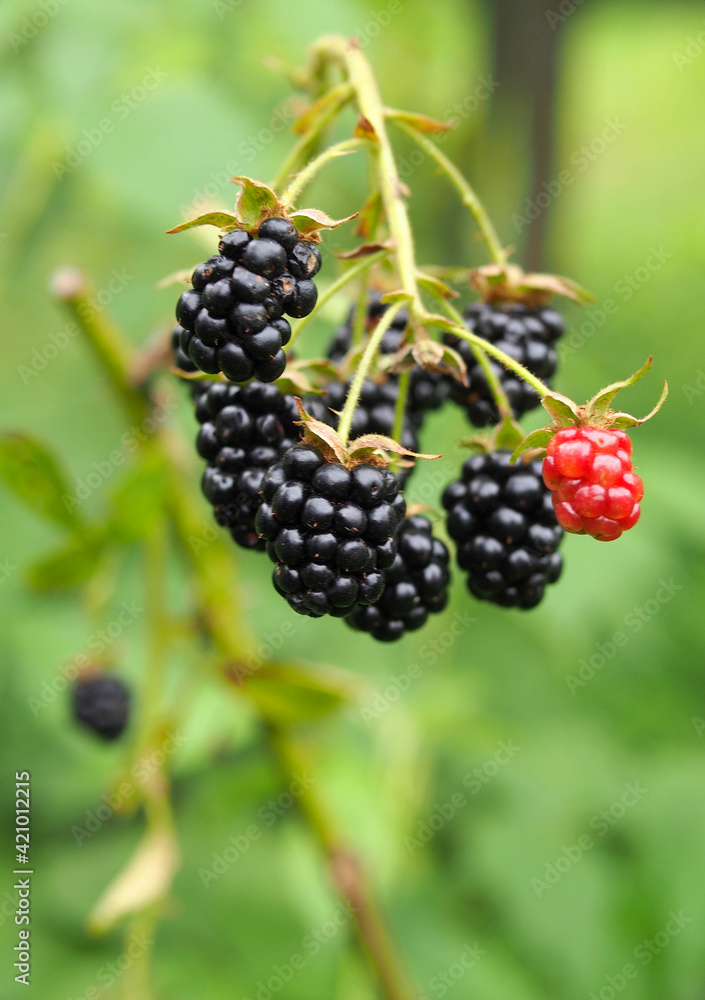 Bunch of ripening hybrid blackberries on a natural background Bunch of ripening hybrid blackberries on a natural background