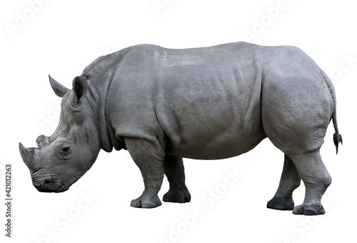 Rhino Taxonomy isolated