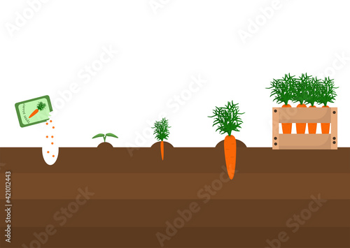 spring vector illustration on the theme of planting and growing carrots from seed to harvest