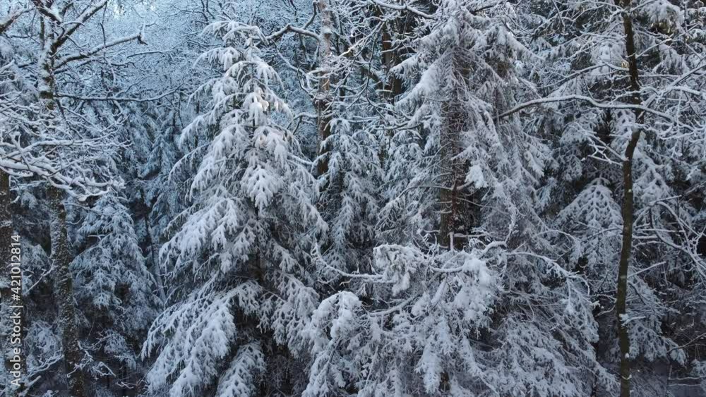 Snow covered trees in winter forest Snow covered trees in winter forest