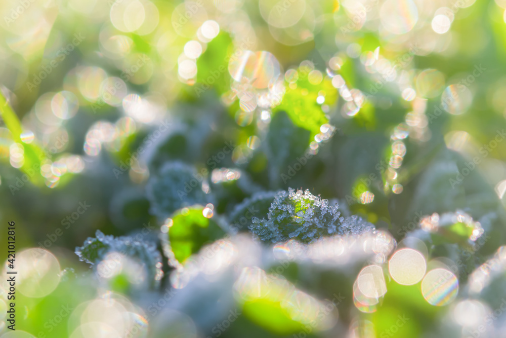 Abstract green background of bokeh grass, frost. The concept of an early fresh morning, the first frost in the fields. Early spring or late autumn, changing seasons. Blurred spring natural background. Abstract green background of bokeh grass, frost. The concept of an early fresh morning, the first frost in the fields. Early spring or late autumn, changing seasons. Blurred spring natural background.