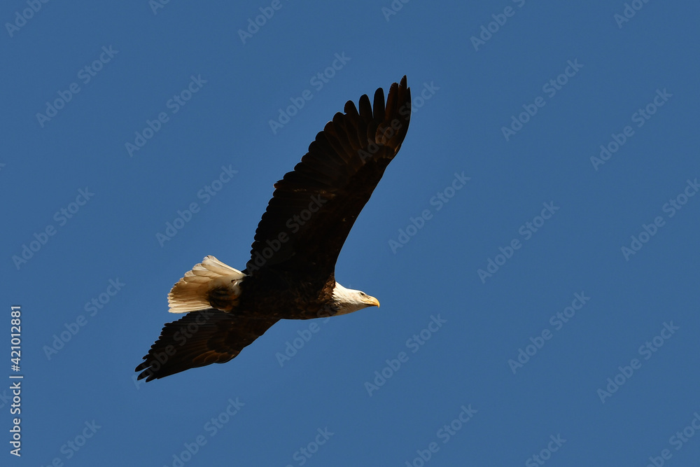 Fototapeta premium Bald Eagle in flight