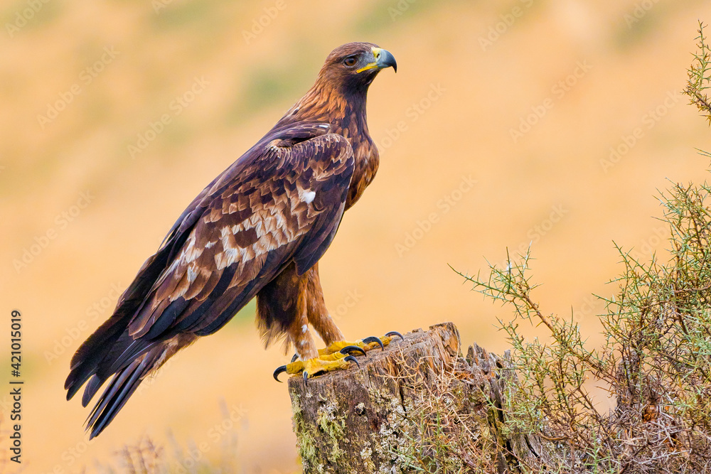 Golden Eagle, Aquila chrysaetos, Mediterranean Forest, Castile and Leon, Spain, Europe Golden Eagle, Aquila chrysaetos, Mediterranean Forest, Castile and Leon, Spain, Europe