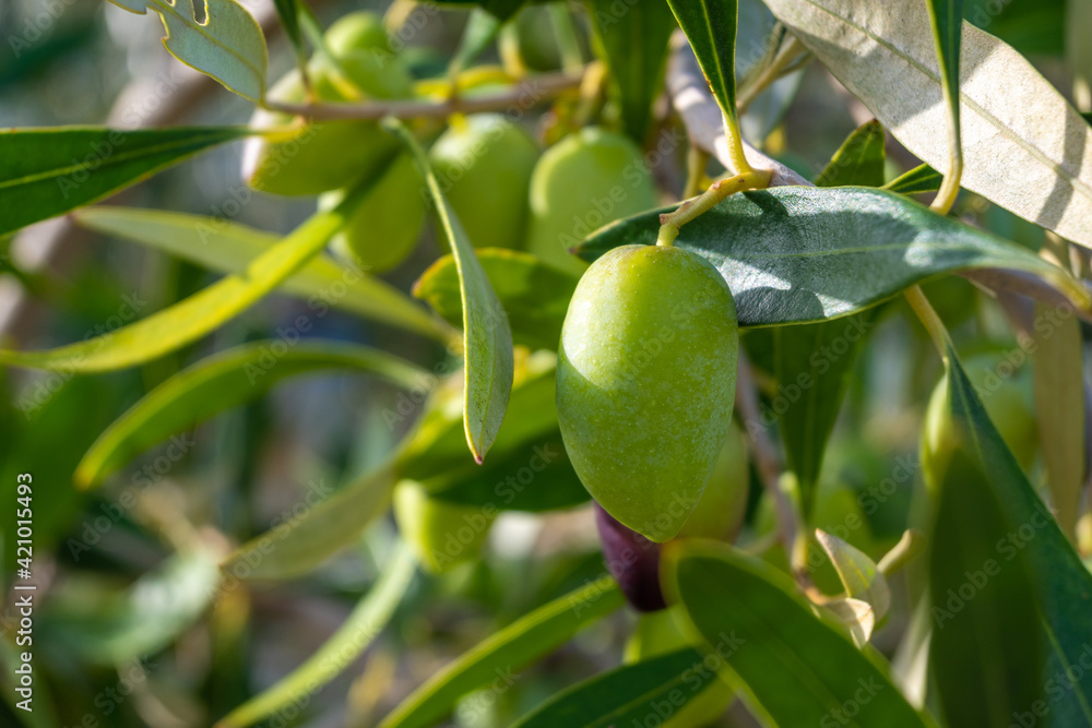 Kalamata olives on a tree branch in a summer orchard