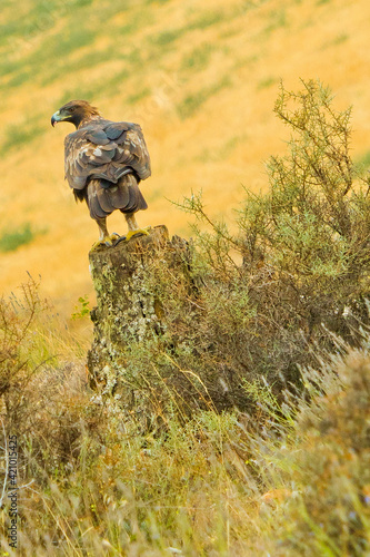 Golden Eagle  Aquila chrysaetos  Mediterranean Forest  Castile and Leon  Spain  Europe