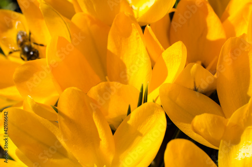 Macro photo of yellow crocus flowers. First spring flowers