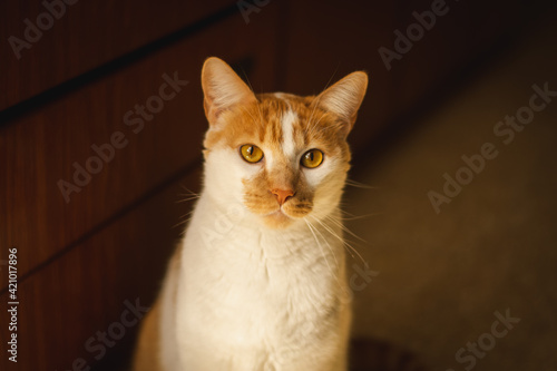 portrait of a cat