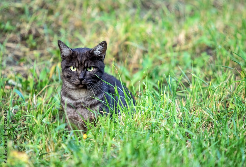 Black cat in green grass, nature.