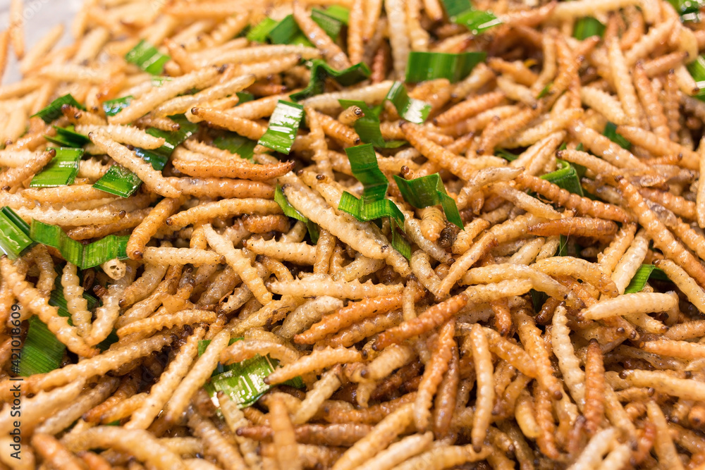 Bamboo worm fried, fried insects are a high protein foods. Its habitat are the bamboo groves and forests in the cooler regions of northern Thailand.