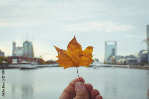 hand holding maple leaf